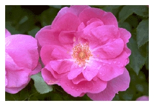 ROSA x 'Frontenac'(AC)